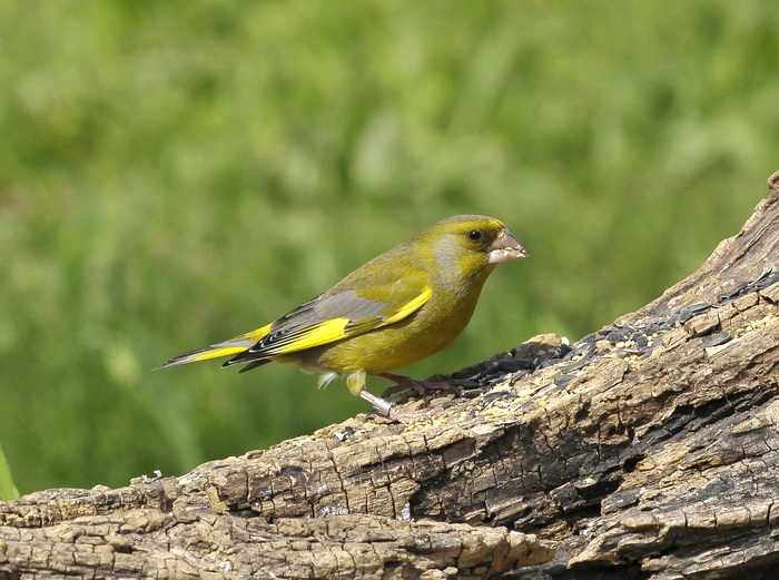 Verdoni...sempre verdoni!
